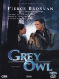 Grey owl